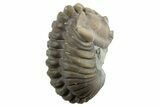 Partially Enrolled Flexicalymene Trilobite - Mt Orab, Ohio #329754-1